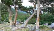 PICTURES/Mount Evans and The Highest Paved Road in N.A - Denver CO/t_Bristlecone Pine6.JPG